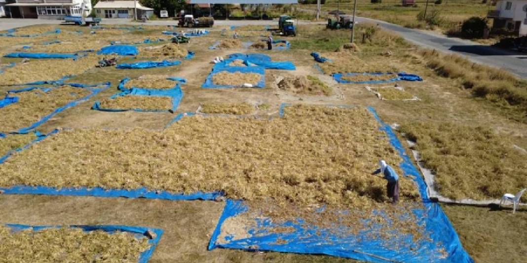 Zirai ilaç yok, susuz üretim var! Hasadı başladı: Sofraların olmazsa olmazı 120 liraya satışta 6